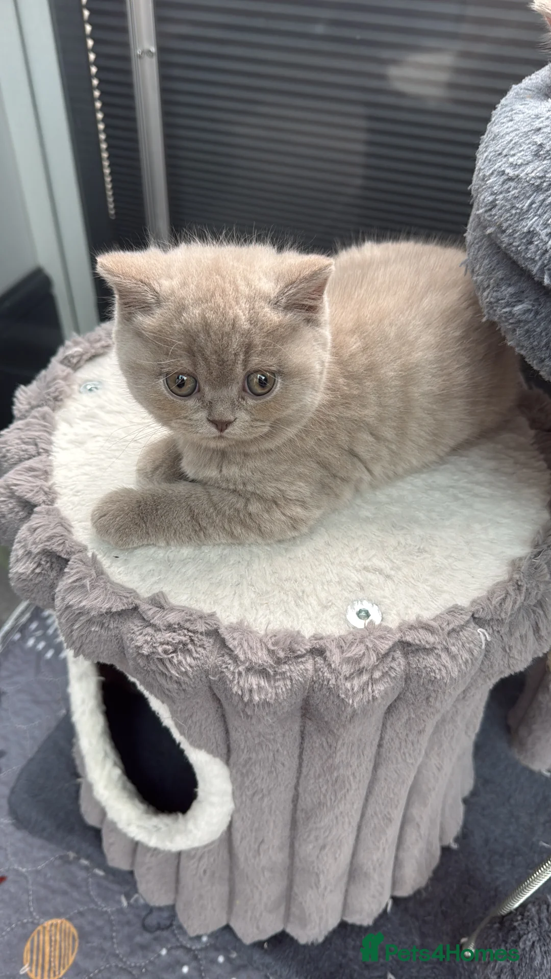 British Shorthair cats for sale: British shorthair kitten  - Advert 4