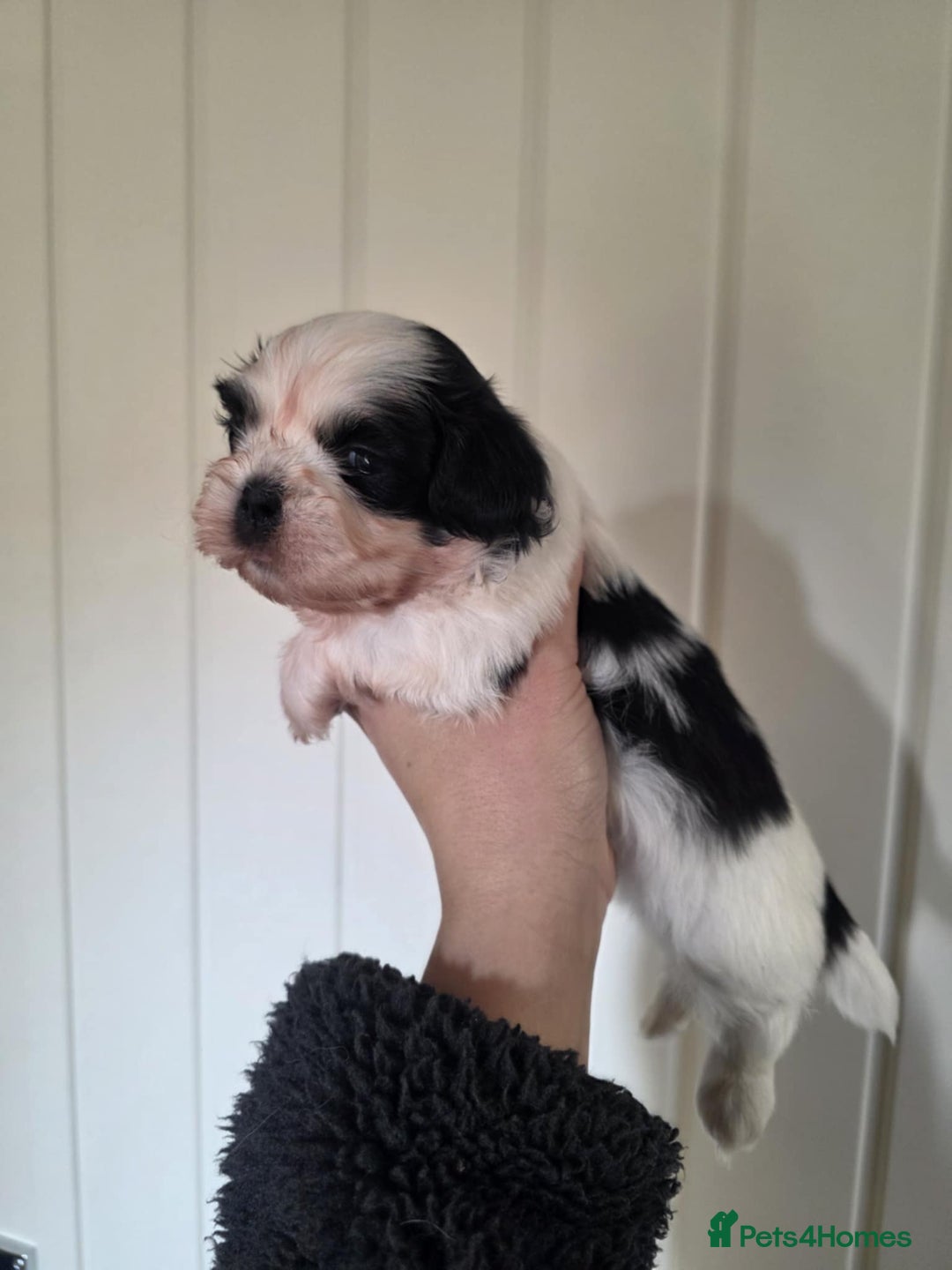 Shihpoo dogs for sale: Shih poo  - Advert 9