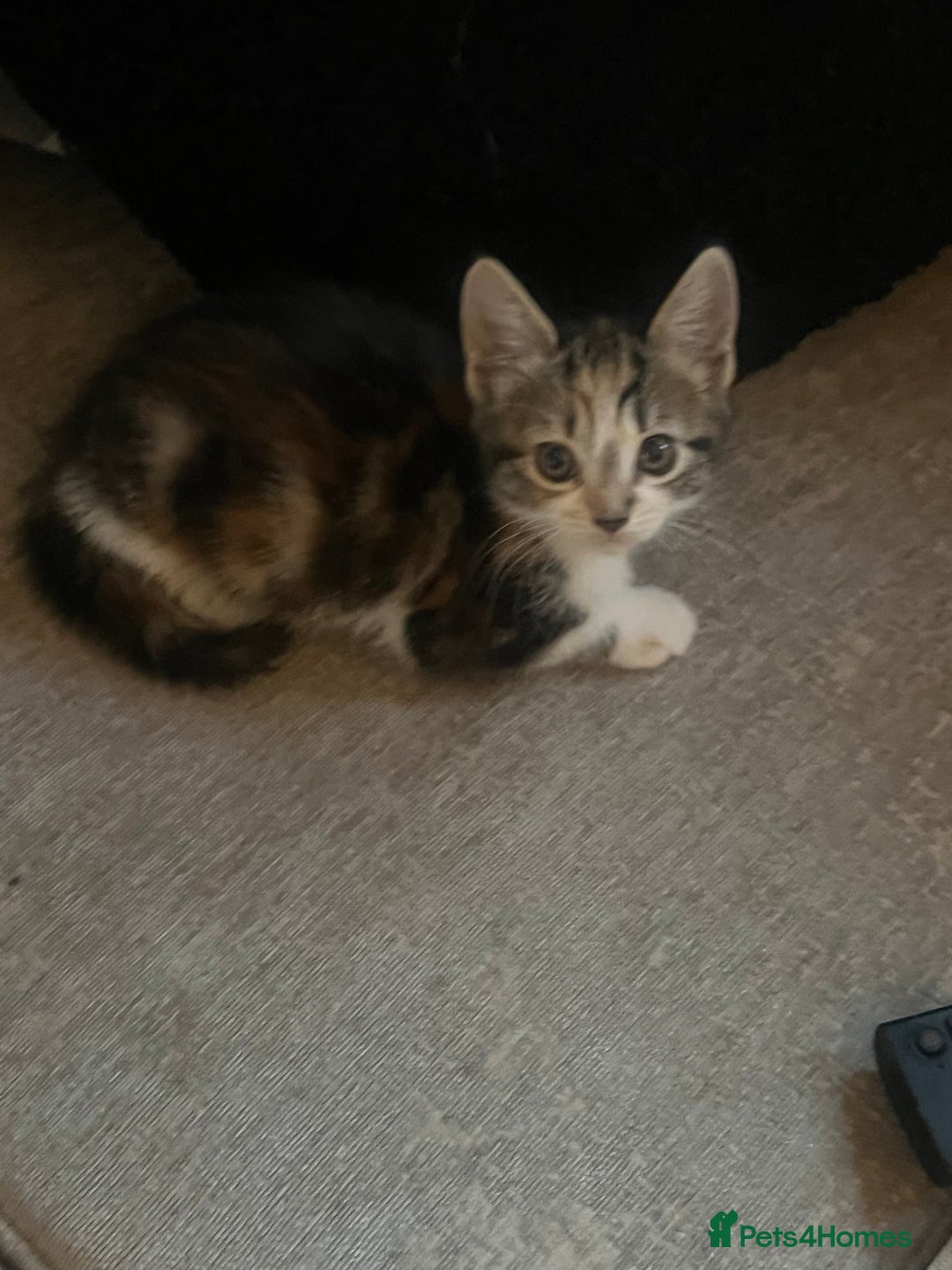Mixed Breed cats for sale: 4 x kittens ready  - Image 6