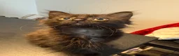 Maine Coon cats for sale: Beautiful happy kittens - Advert 13