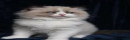 Ragdoll cats for sale: beautiful purebred Ragdoll kittens - Advert 2