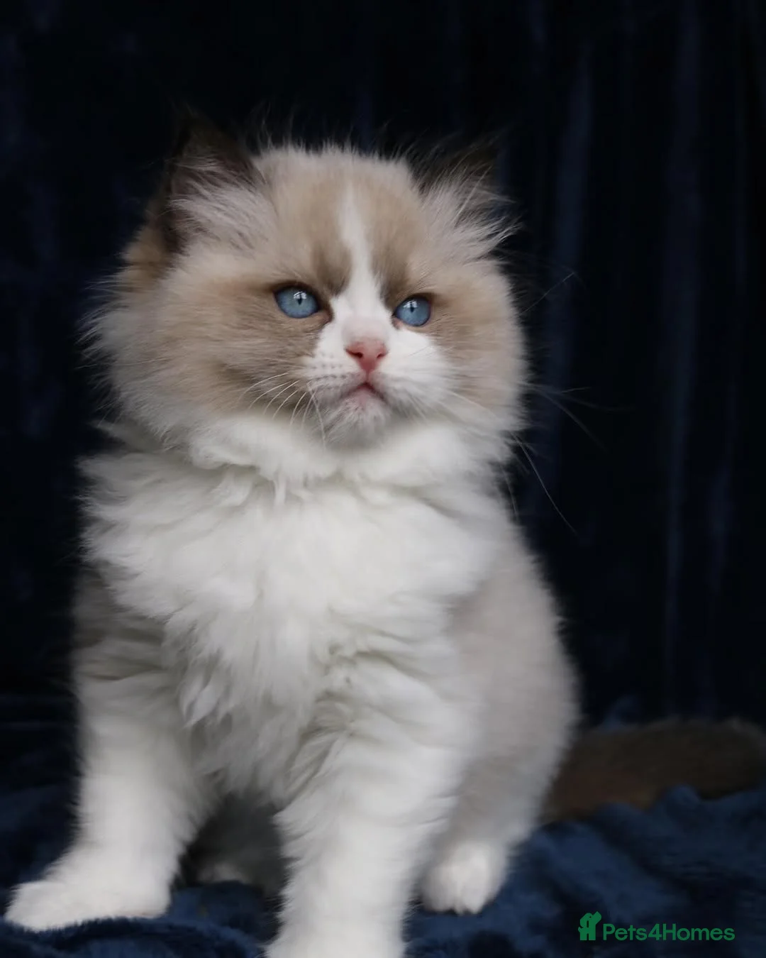 Ragdoll cats for sale: beautiful purebred Ragdoll kittens - Advert 2