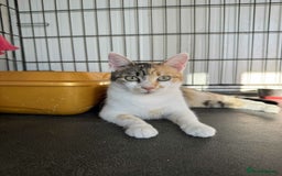Mixed Breed cats for adoption: Laurie - Brandon Suffolk  - Image 9