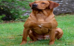 Labrador Retriever dogs for sale: KC Health Tested Fox Red Labrador pups  - Image 15