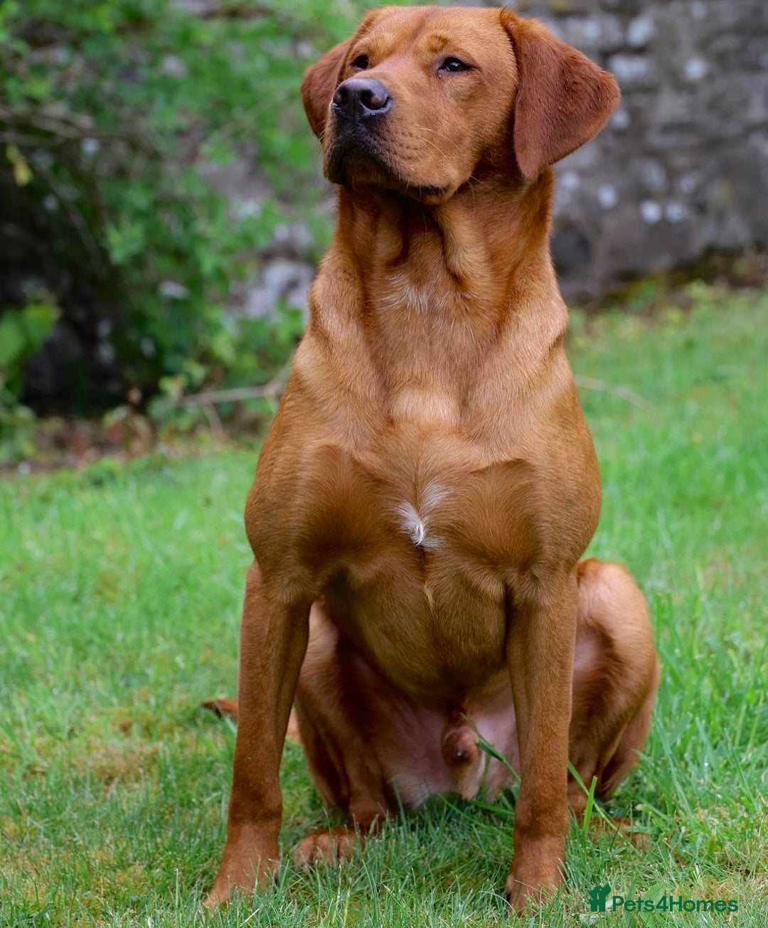 Labrador Retriever dogs for sale: KC Health Tested Fox Red Labrador pups  - Image 15