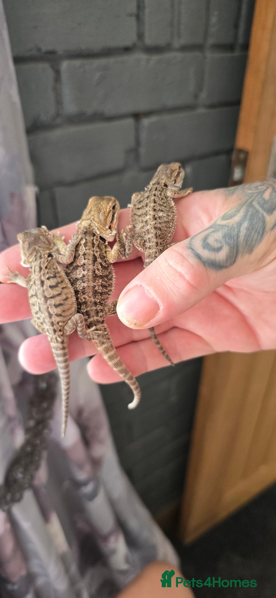 Bearded Dragon reptiles for sale: Baby bearded dragons - Image 8