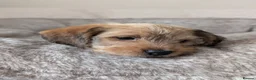 Mixed Breed dogs for sale: Beagle cross shih tzu  in Buckley - Advert 10