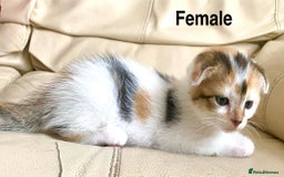 Scottish Fold cats for sale: Adorable 8 weeks old Scottish fold kittens! - Image 7