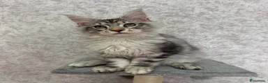 Maine Coon Kitten 1