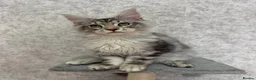 Maine Coon cats for sale: Stunning Purebred TICA Reg Maine Coon Kittens in London - Advert 38