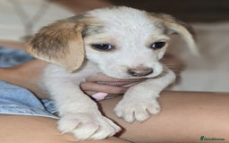 Beagle dogs for sale: Beagle puppies  - Image 9