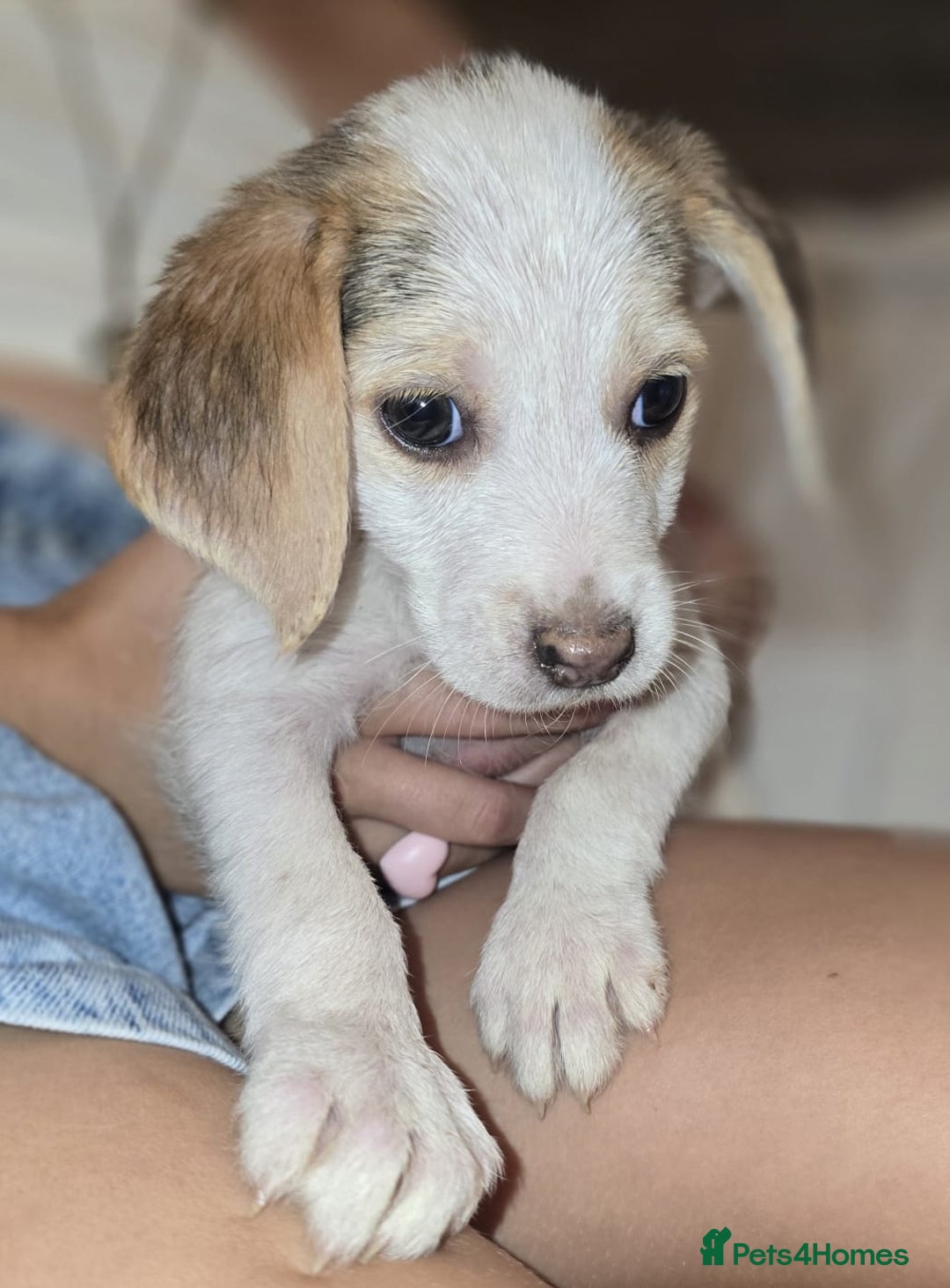 Beagle dogs for sale: Beagle puppies  - Image 9