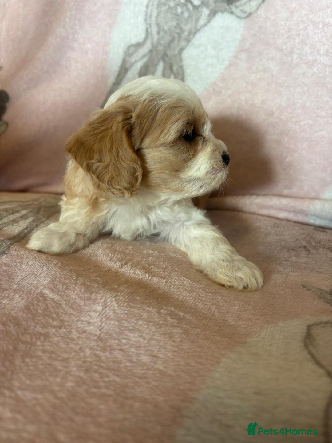 Cavapoo dogs for sale: Stunning Cavapoo puppies from family home  - Advert 37