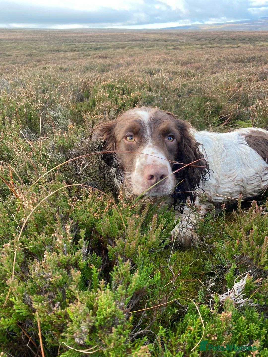 English Springer Spaniel dogs for stud: RON - IVANGAR SNUFFLES - Advert 2