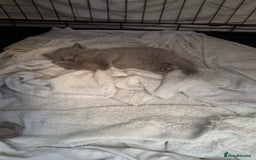 British Shorthair cats for sale: British Shorthair babies  - Image 11