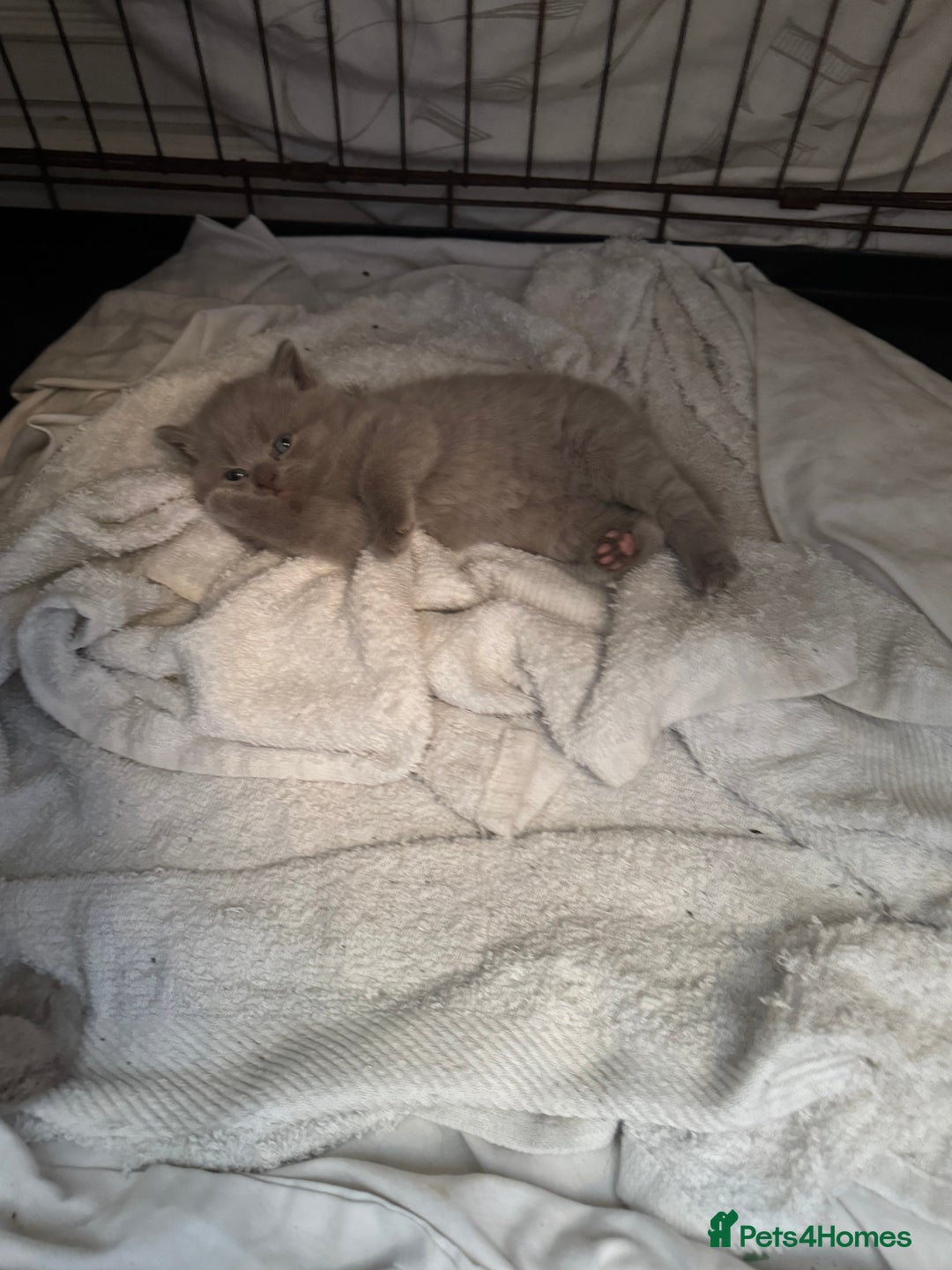 British Shorthair cats for sale: British Shorthair babies  - Image 11