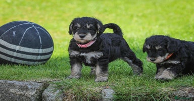 Mixed Breed dogs - Advert 12