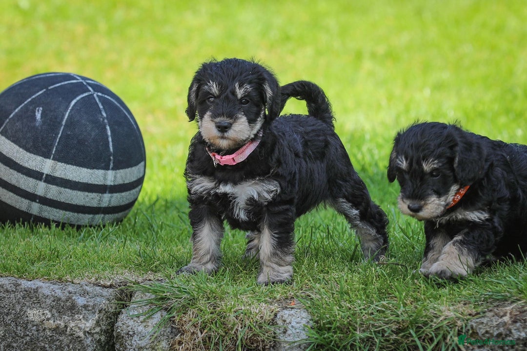 Mixed Breed dogs for sale: Schnoodle Puppies - Image 2