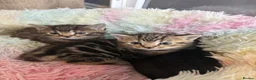 British Shorthair cats for sale: 4 British short hair kittens  - Advert 4