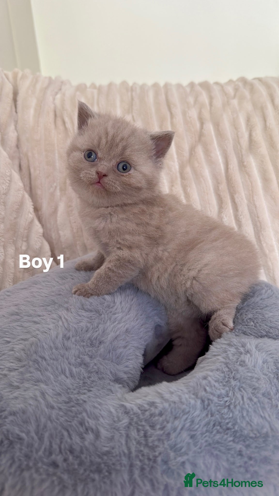 Scottish Fold cats 🐾 Adorable Scottish Straight Kittens for Sale 🐾 - Advert 2