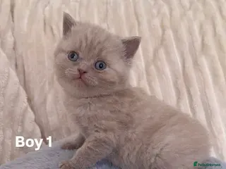 Scottish Fold cats 🐾 Adorable Scottish Straight Kittens for Sale 🐾 - Advert 2