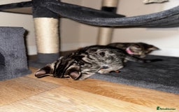 Bengal cats for sale: 🐆✨[REDUCED TO CLEAR!!] LAST THREE PURE BENGAL’S❤️ - Image 5