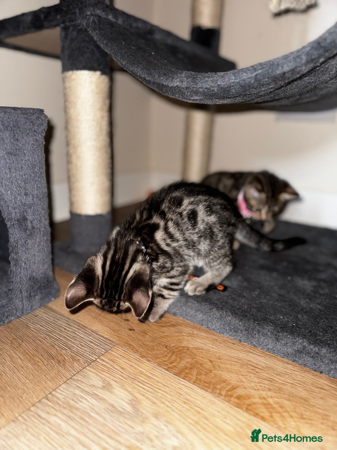 Bengal cats for sale: 🐆✨[REDUCED TO CLEAR!!] LAST THREE PURE BENGAL’S❤️ - Image 5