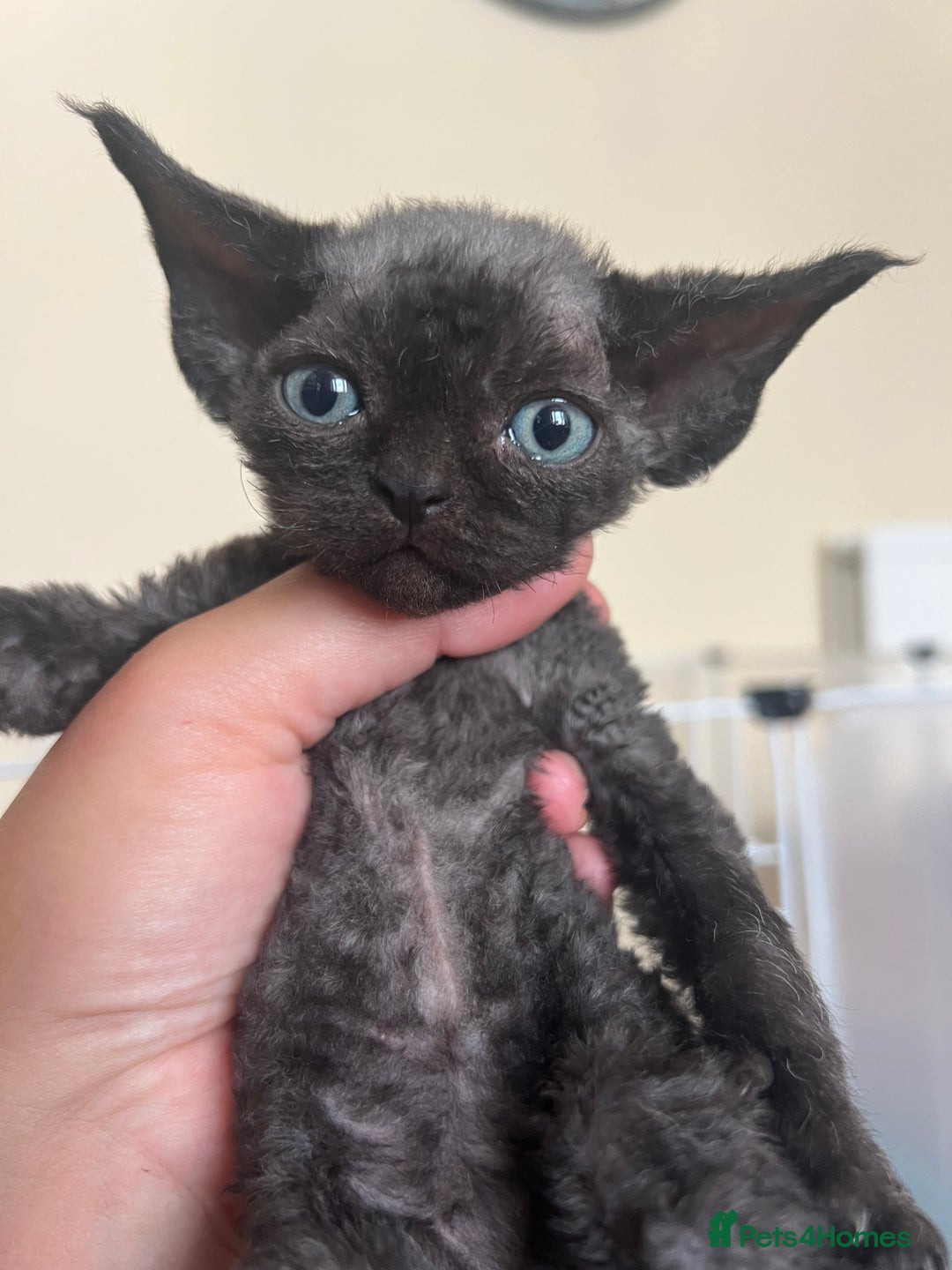 Devon Rex cats for sale: Affectionate Devon Rex Boy available  in Ramsgate - Image 2
