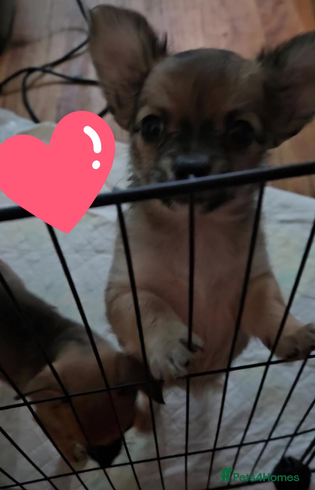 Chihuahua dogs for sale: 2x 13 old week beautiful Chihuahua Pups for sale  - Advert 16