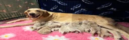 Golden Retriever dogs for sale: KC registered litter  in Rochester - Advert 3