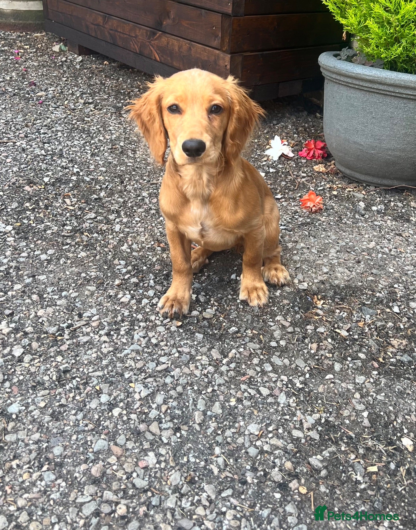 Cocker Spaniel dogs * READY TO GO* 4.5 MONTH OLD KC COCKER GIRL - Advert 2