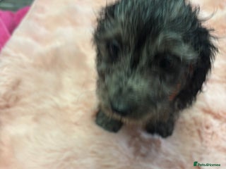 Mixed Breed dogs - Advert 24