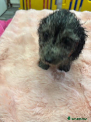 Mixed Breed dogs - Advert 1