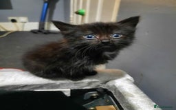 American Shorthair cats for sale: Stunning kittens  - Image 1