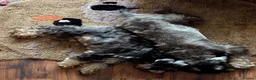 Miniature Schnauzer dogs for sale: Miniature Schnauzer Puppies – Salt & Pepper in Manchester - Advert 30