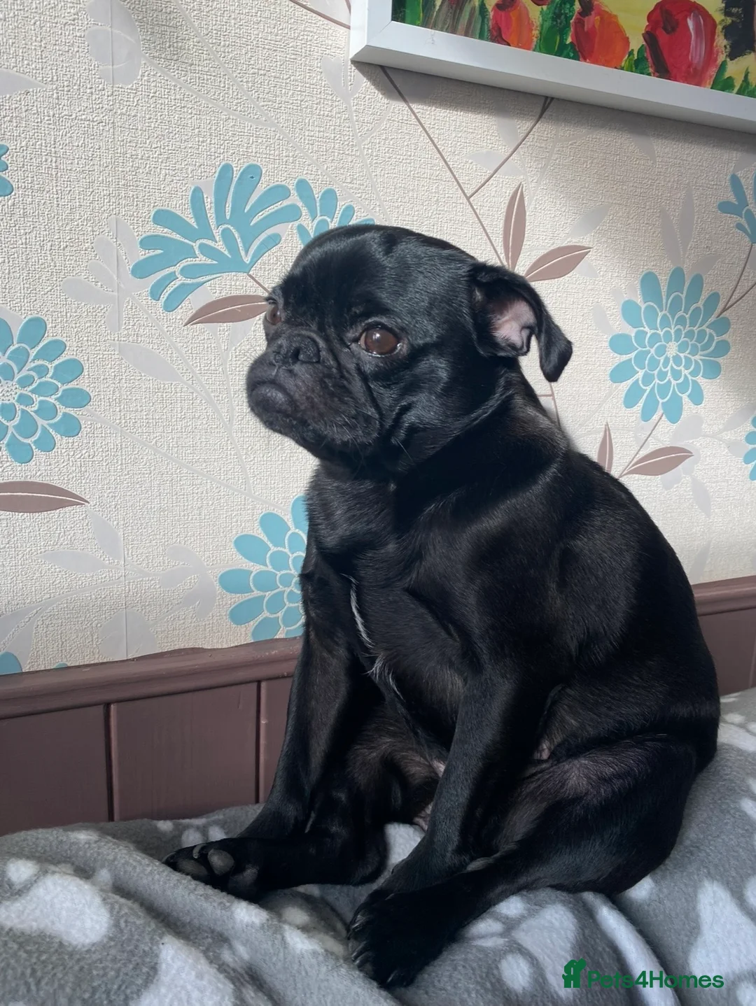 Pug dogs for sale: New home for pretty girl - Advert 3