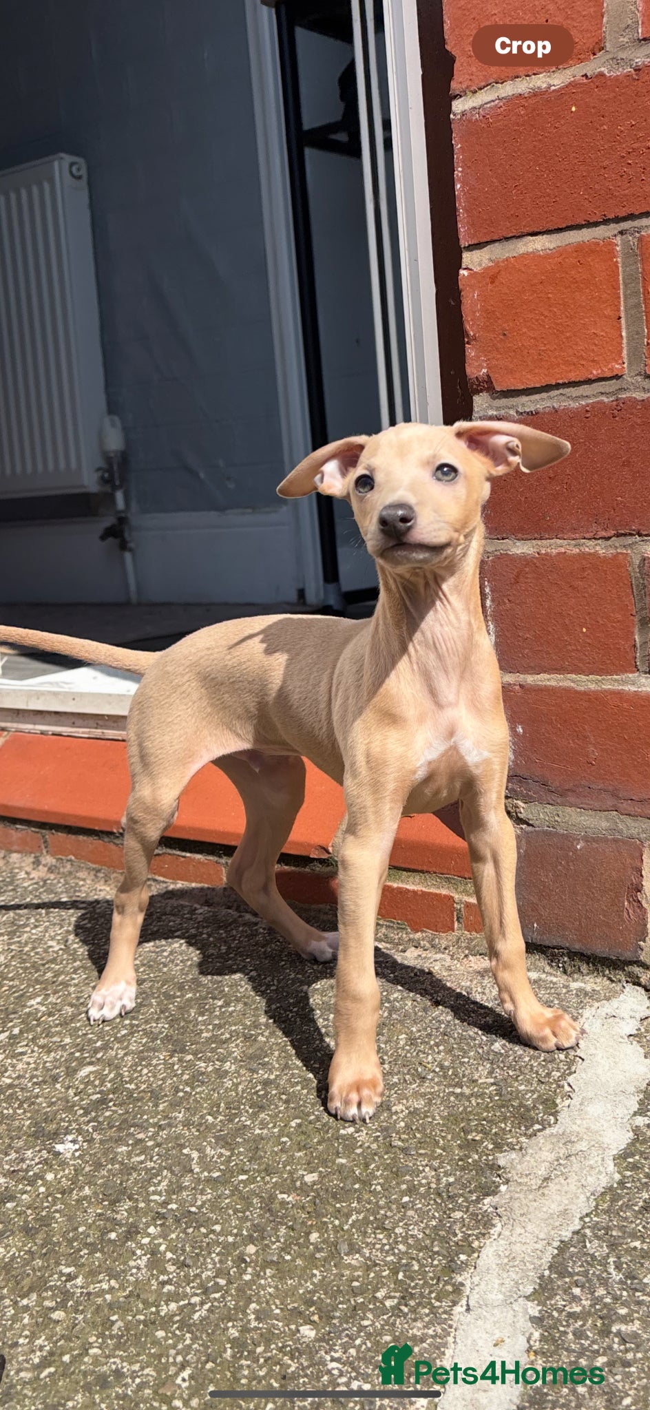 Italian Greyhound dogs for sale: Male Italian greyhound puppy in Shrewsbury - Advert 5