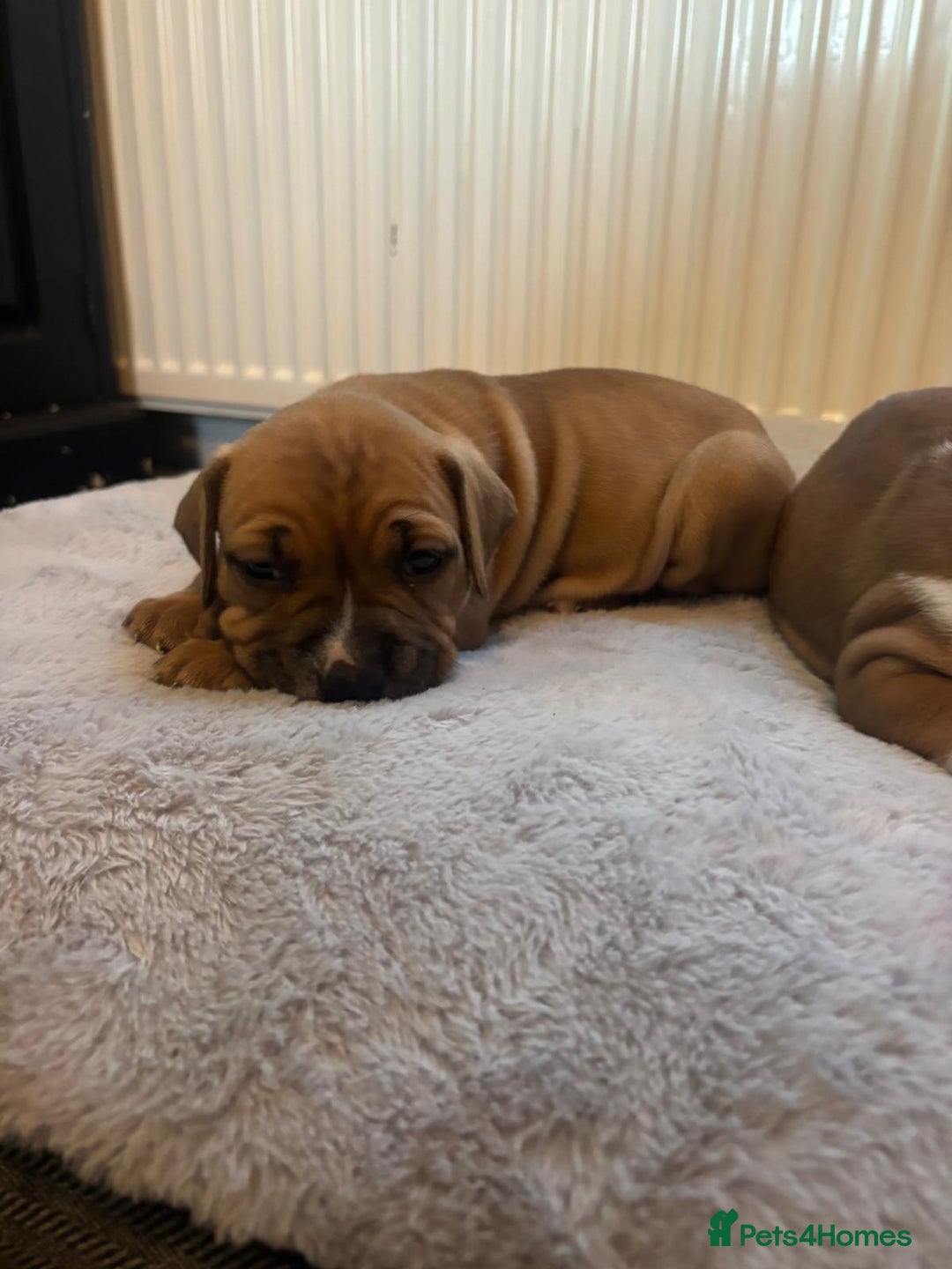American Bulldog dogs for sale: American bulldog pups for sale - Advert 29