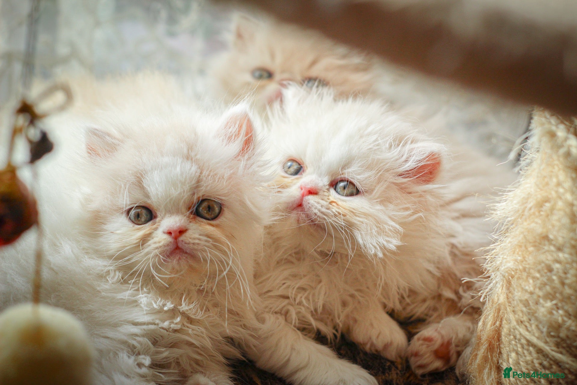 Persian cats Stunning kittens - Advert 9