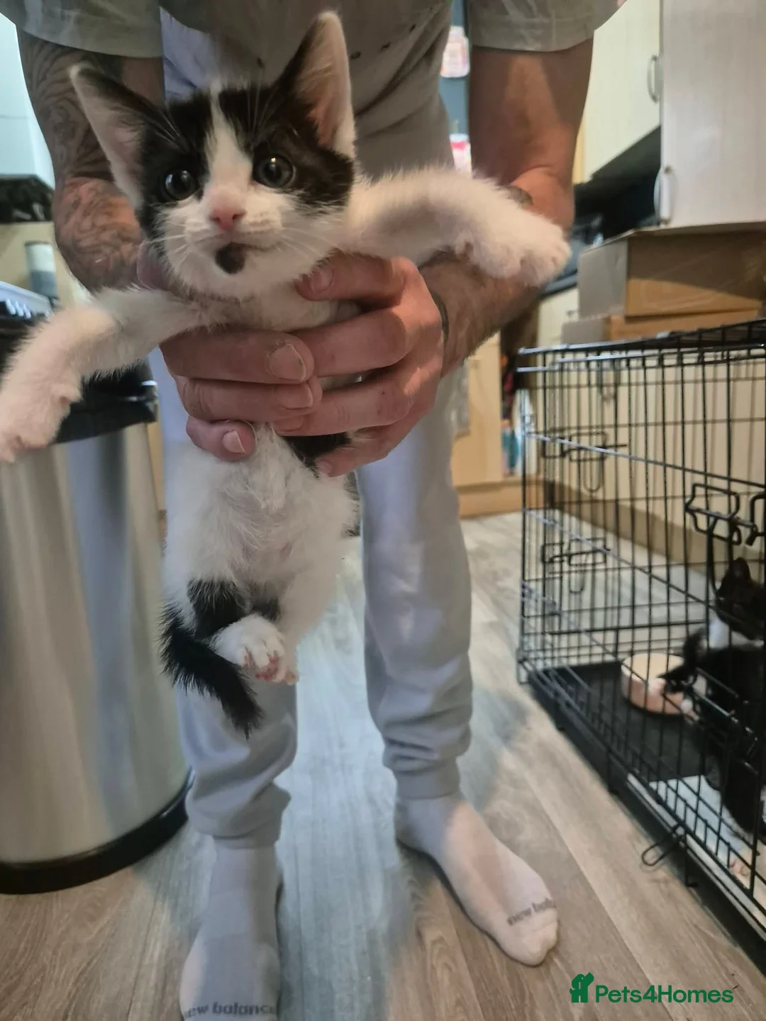 Mixed Breed cats for sale: Mixed breed kittens - Advert 2