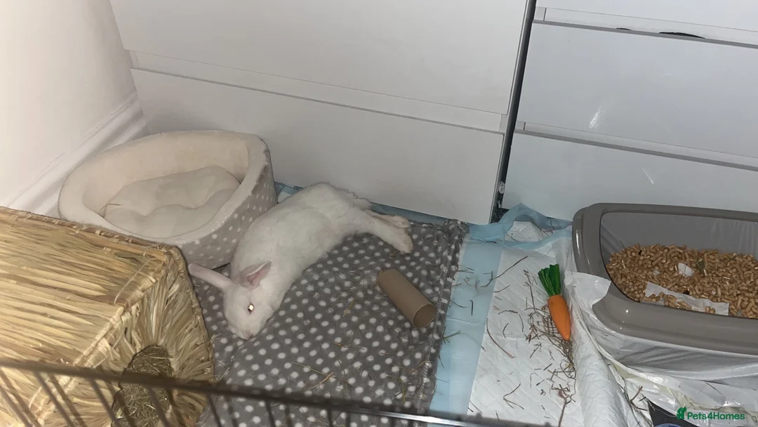 English rabbits for sale: Selling Mochi the bunny - Advert 4