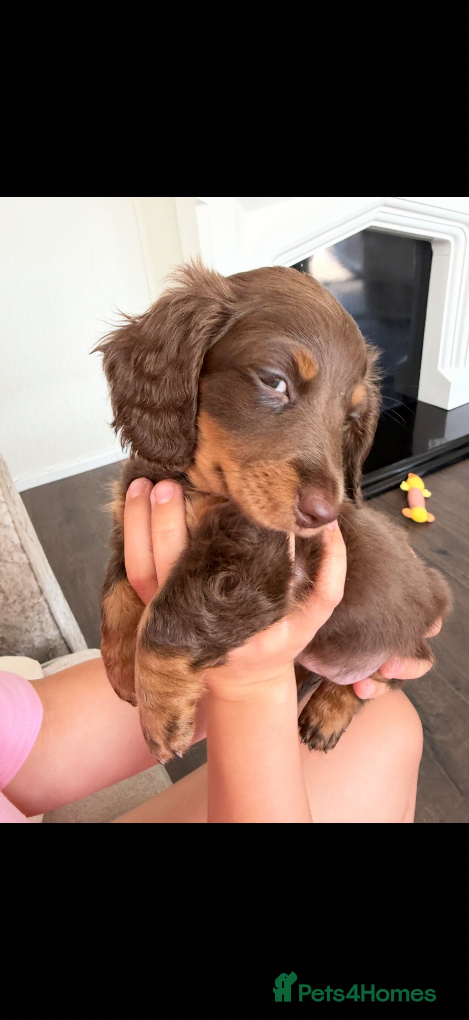 Dachshund dogs for sale: Miniature Dachshund Puppies  - Advert 7
