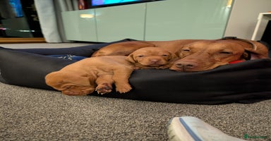 Hungarian Vizsla dogs Hungarian Vizsla Puppies - Advert 11