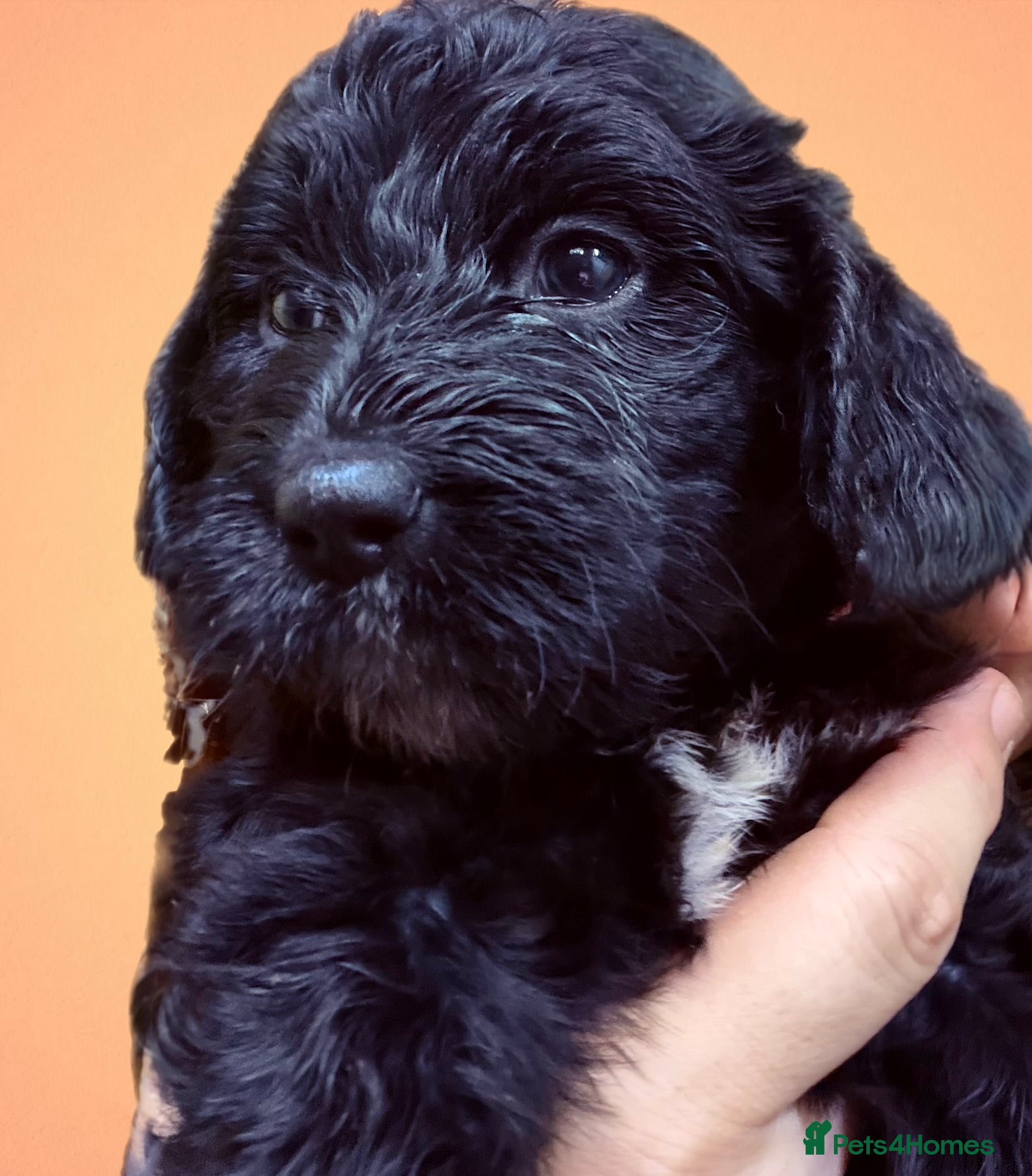 Mixed Breed dogs Stunning litter of Gordon Doodles. - Advert 2