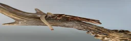 Gecko reptiles for sale: Baby Lilly white & harlequin crested geckos  - Advert 6