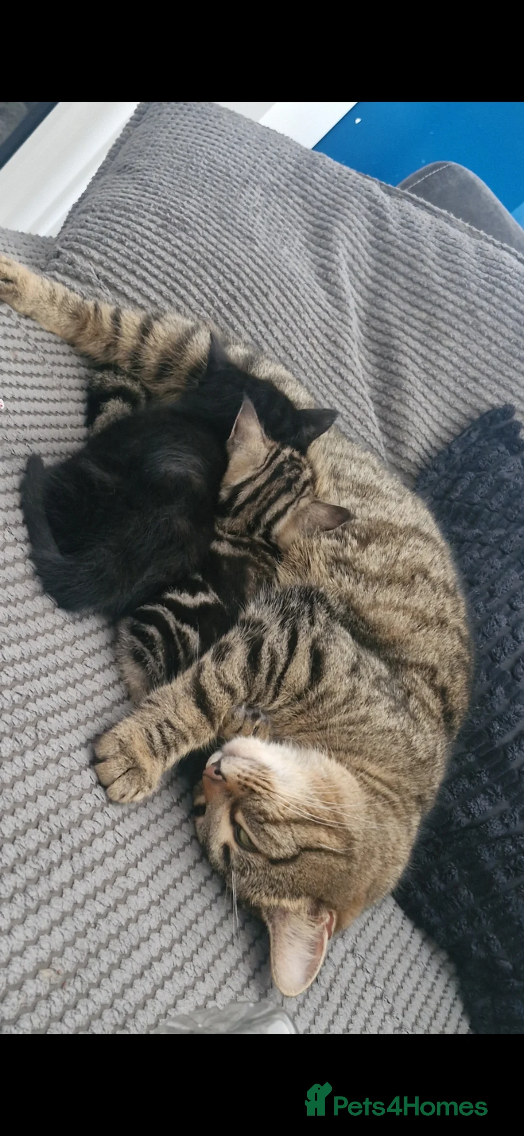 Mixed Breed cats for sale: Mixed Bengal Kitten  - Advert 2