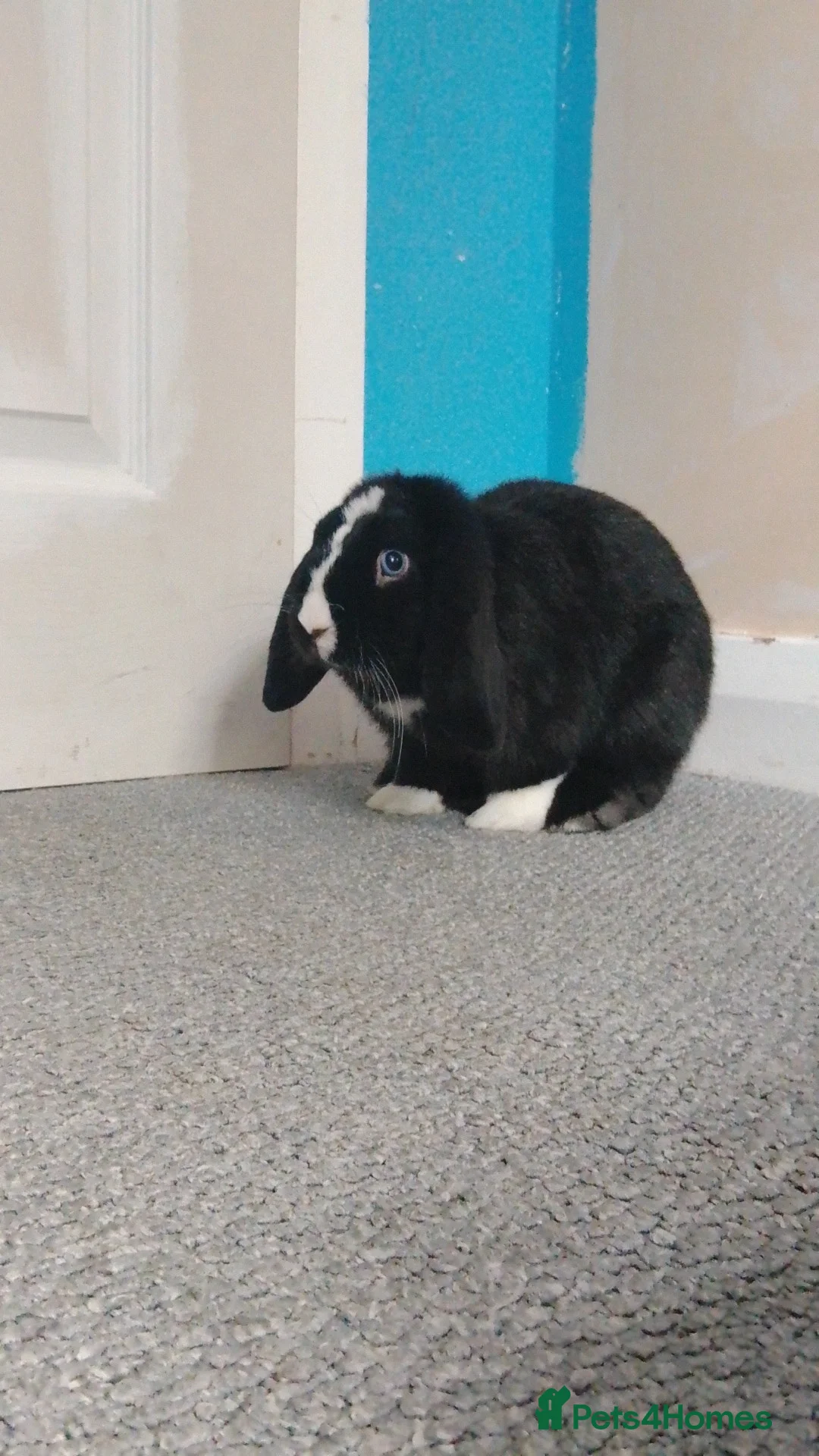Mini Lop rabbits for sale: Mini lop rabbit  - Advert 2