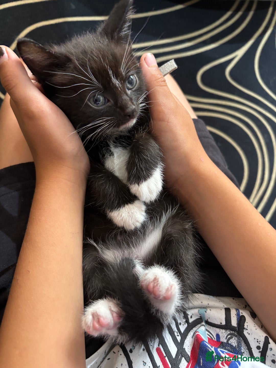 Mixed Breed cats for sale: Beautiful Black & White Kittens  - Image 20