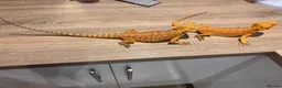 Bearded Dragon reptiles for sale: 2 female bearded dragons  in Herne Bay - Advert 7