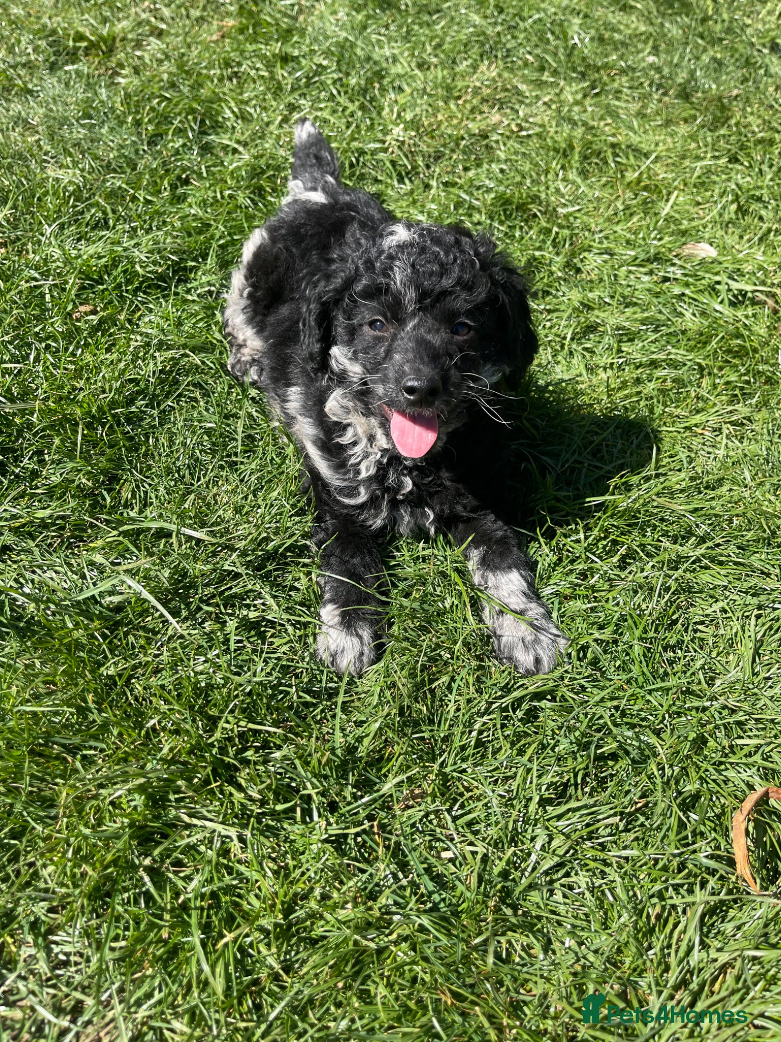 Jackapoo dogs Stunning jackapoo puppies  - Advert 6